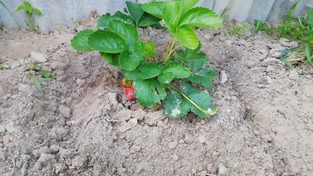 Клубника сорт Элиане.Часть √ 2 смотреть онлайн