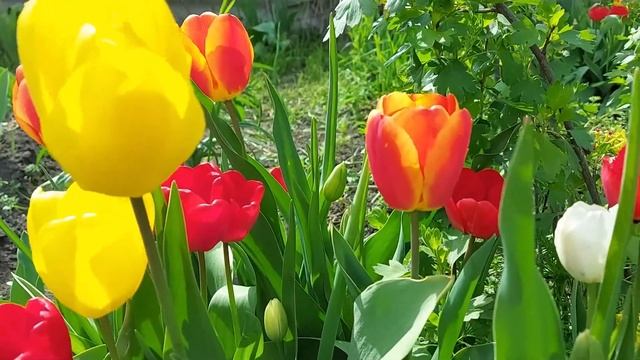 Сад весной. Весенние цветы. Spring flowers.