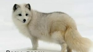 Какая ты ЛИСА по знаку зодиака))