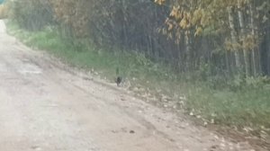 коп железа ,грибы грибочки