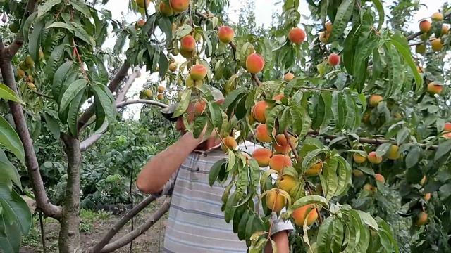 Персик Елгавский обзор сорта смотреть онлайн