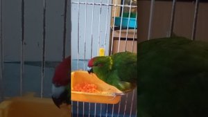 Ручной КАКАРИК девочка Кари. Даёт лапу, кушает морковку.