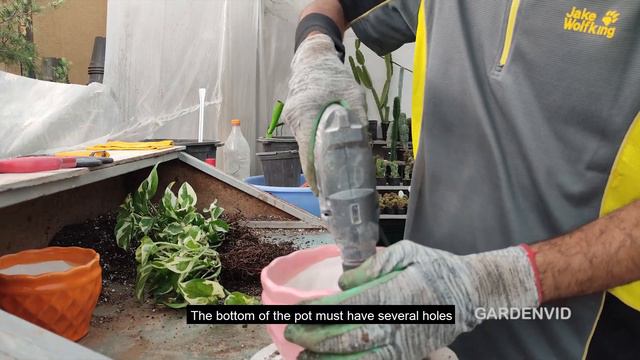 Dividing Pothos Plant | How to divide a Pothos (Devil's ivy) plant? смотреть онлайн