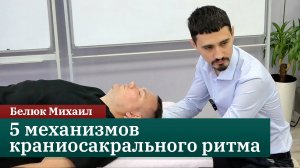 5 механизмов краниосакрального ритма в остеопатии. Белюк Михаил