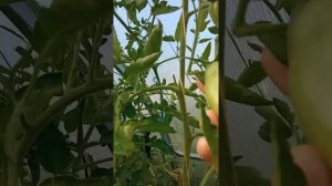 Томат Минусинские стаканы оранжеаые