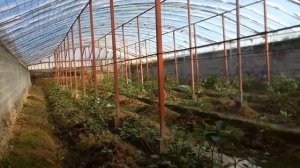 ЛИМОН ЕТИШТИРИШ СИРЛАРИ ИССИКХОНА ПАРНИК ТЕПЛИЦА ХАКИДА МАЬЛУМОТ