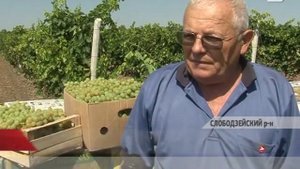 В Приднестровье в этом году очень хороший урожай винограда