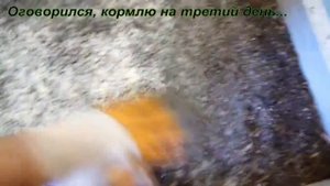 Дендробена. Кормление малька. Ответ на вопрос подписчика.