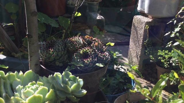 Sempervivum Calcareum || uñas de señorita || propagación y cuidados смотреть онлайн