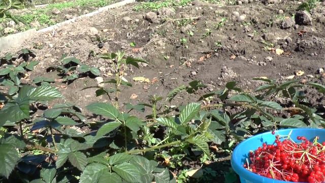 Киова - самая крупная ежевика в Мире. смотреть онлайн