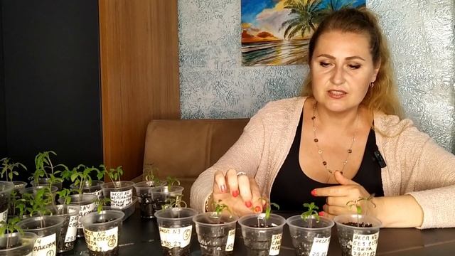 РАССАДА ТОМАТОВ, ЭКСПЕРИМЕНТ С РАССАДОЙ № 2! НА ПРАКТИКЕ РАЗБИРАЕМ, ЧТО ВЛИЯЕТ НА РОСТ ПОМИДОРОВ!