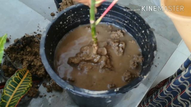 How to Grow croton by cuttings смотреть онлайн