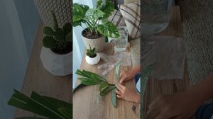 Укореняем олеандр