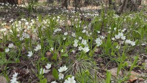 Москва. Салтыковский лесопарк. Апрель-Май 2020.