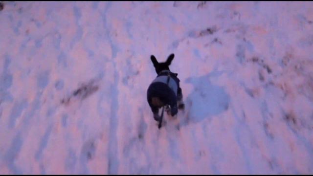 Цвергпинчер гуляет в ботинках зимой/Dog walking in shoes in winter смотреть онлайн
