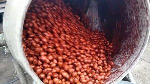 Медвежий орех Обработка семян Медвежего ореха перед посевом .