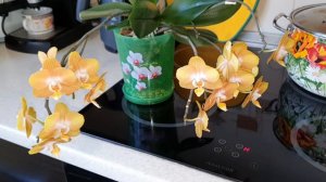 Орхидея"ЛАС ВЕГАС" в полном роспуске🙃🌞ДОМАШНЕЕ цветение любимчика