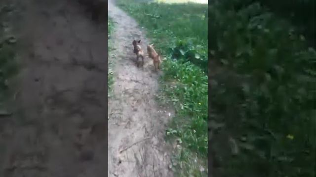 #собакадругчеловека