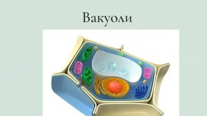 Цитоплазма и органоиды клетки
