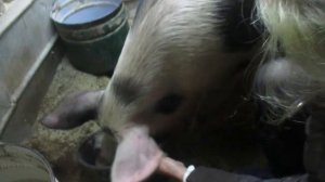 Вызвал ветеринара.Что делать если свиноматка упала на ноги не встает.Семья в деревне.