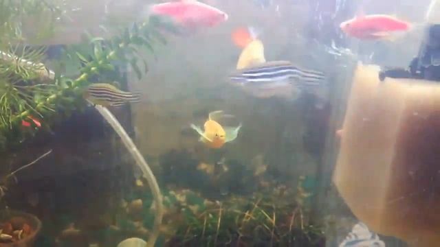 Цветные Данио Рерио и Леопардовые смотреть онлайн