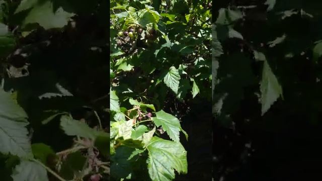 Суперурожайная карликовая черная смородина #Shorts #чернаясмородина #сад