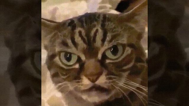 кися я смотреть онлайн