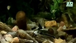 СОМИК КОРИДОРАС ПИГМЕЙ! СОДЕРЖАНИЕ, РАЗВЕДЕНИЕ В АКВАРИУМЕ! CORYDORAS PYGMAEUS