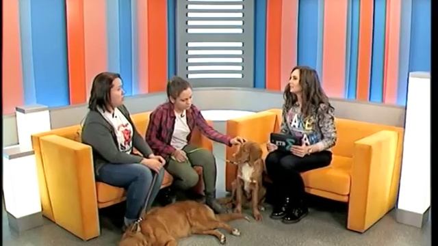 НОВОШОТЛАНДСКИЙ РЕТРИВЕР смотреть онлайн