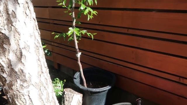 JUJUBE Fruit tree// Growing in container // Ziziphus Honey Jar Jujuba tree Update