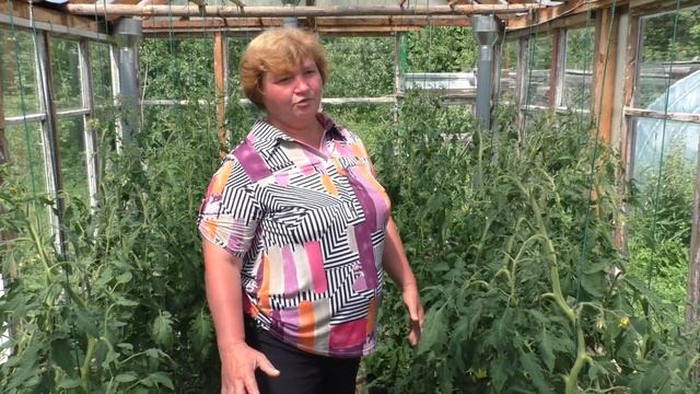 Особенности посадки помидоров, испытываем новый способ. смотреть онлайн