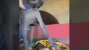 Бингус. Начало