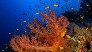 20 фактов о красном море