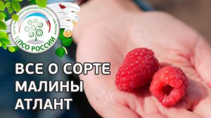 Сорт малины Атлант.  Ремонтантная малина Атлант, описание и особенности сорта.