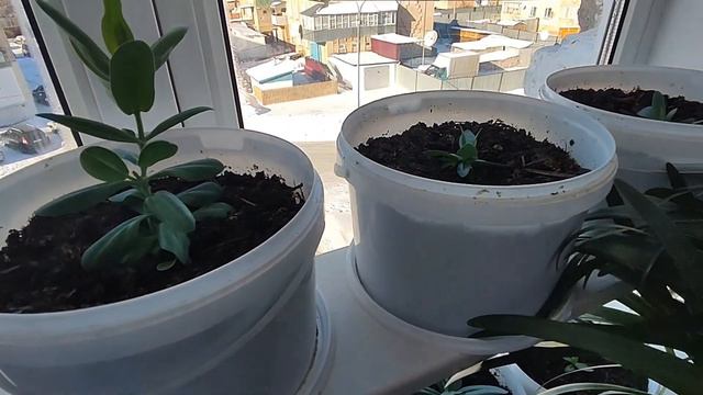 обзор моих растишек на 20 февраля 😊 смотреть онлайн