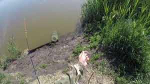 Ловля Крупного карася на донку