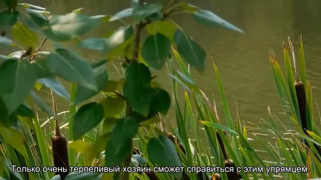 Топ 10 собак, равнодушных к дрессировке смотреть онлайн