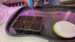 Рассада Сальвии из семян. Как и когда сажать Сальвию.