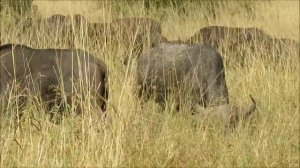 Kaffernbüffel im Nairobi National Park