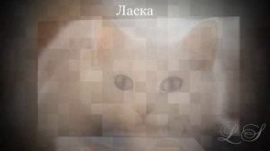 Клички котов и кошек. Забавные имена для кошек Рассказы из комментарий