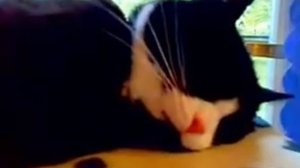 Кот мяукает во сне