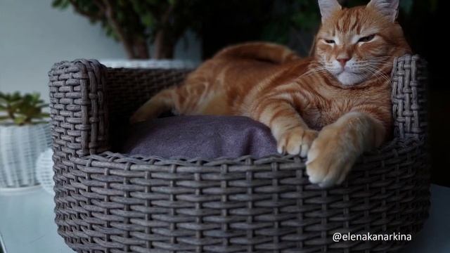 Лежанки из ротанга. смотреть онлайн