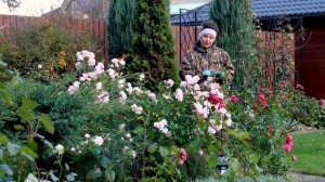 Подготовка сада к зиме I Осенний Портрет сад I Сад Людмилы Кудасовой