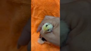 Леггорн далматинец и пушкинские цыплята 🐤.