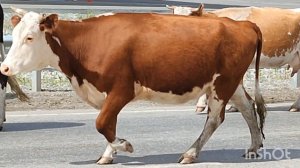 Звуки му, звуки ме