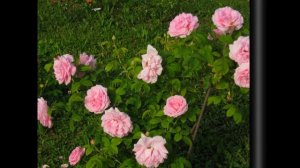 Rosa  Сentifolia ( Сентифолия). Любимая роза Марии-Антуанетты.