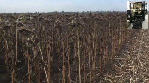 Уборка Подсолнуха new  holland сx6090