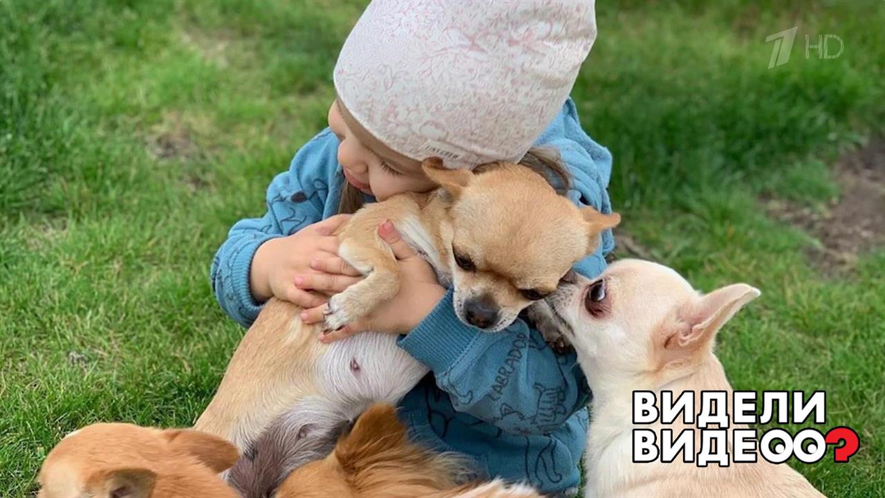 Повелительница собак. Видели видео? Фрагмент выпуска от 22.09.2019