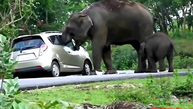 Да же добрый слон иногда бывает злым! смотреть онлайн