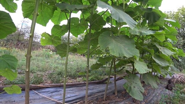 Павловния Нюансы агротехники, готовимся к зиме смотреть онлайн